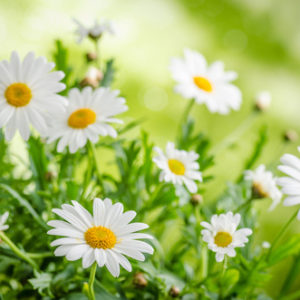NATURAL CHAMOMILE EXTRACT